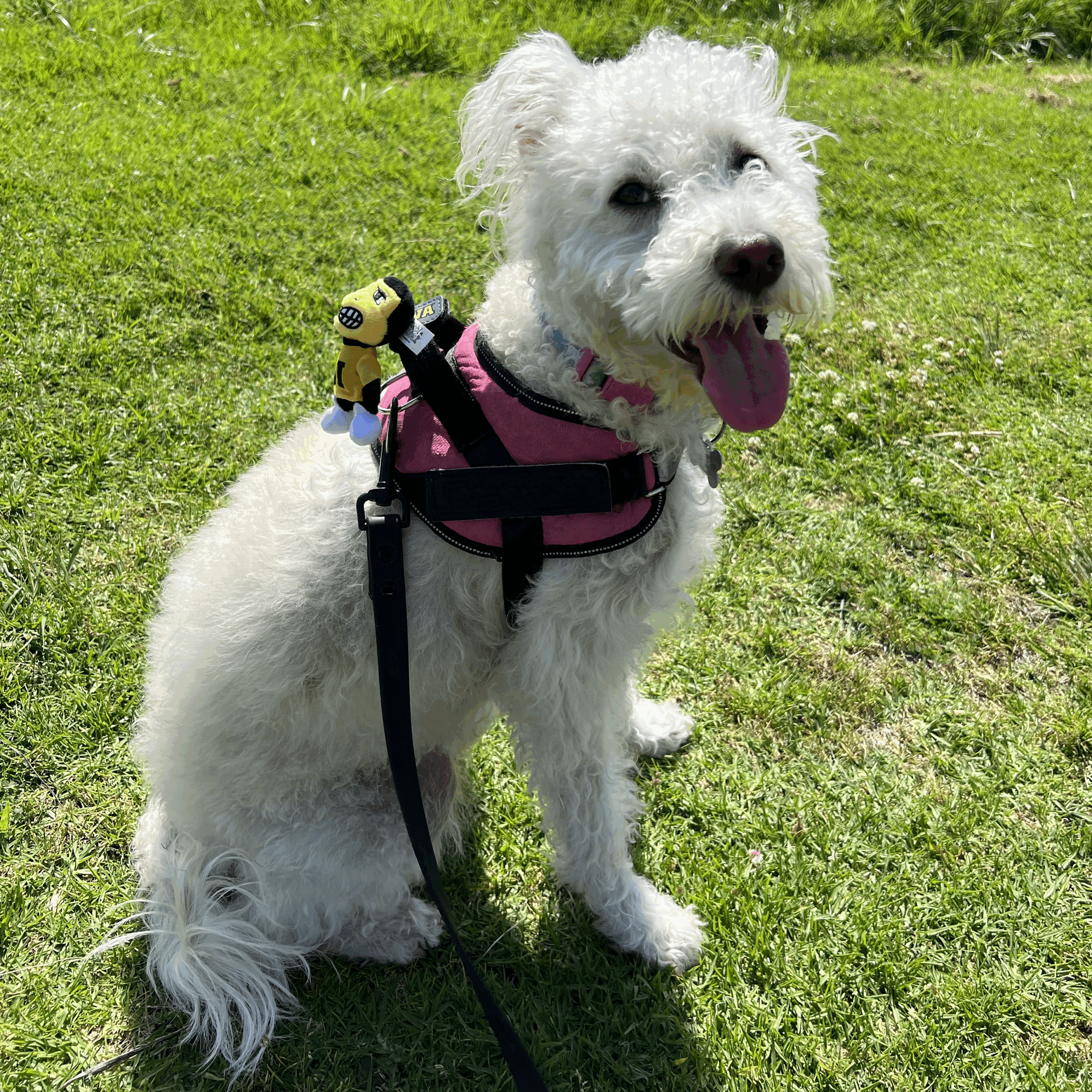 Univ. of Iowa Herky Bobbi-Dobbiez - Image 7